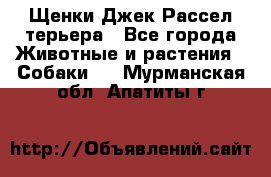 Щенки Джек Рассел терьера - Все города Животные и растения » Собаки   . Мурманская обл.,Апатиты г.